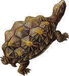 Prehistoric Turtle 3